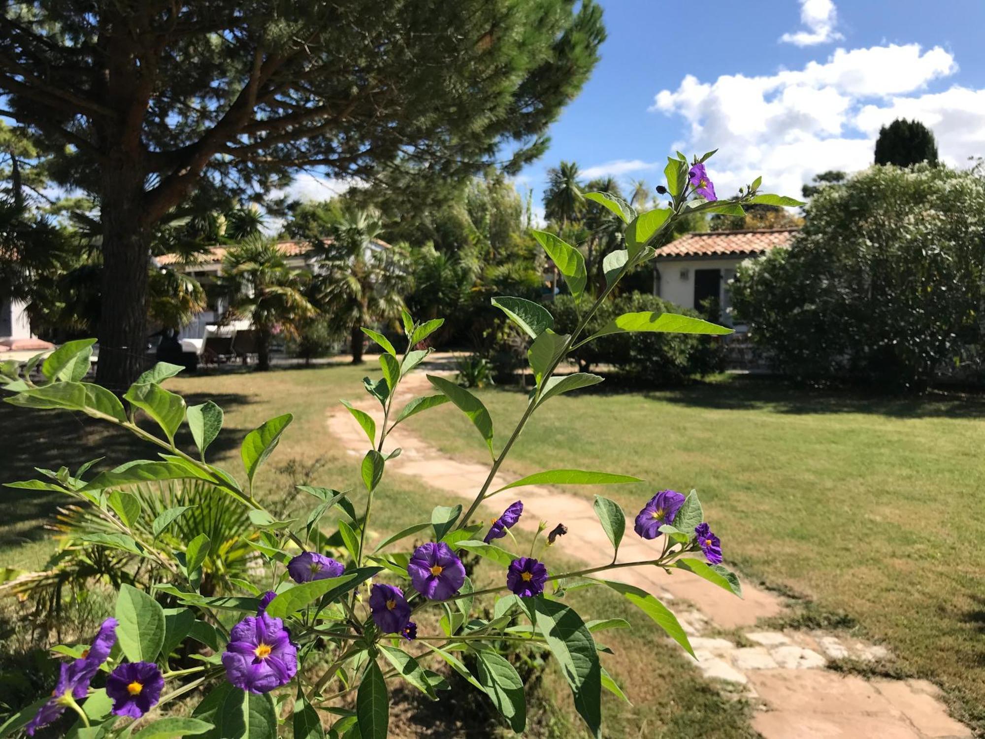 Le Jardin Des Portes Bed & Breakfast Les Portes-en-Re Bagian luar foto